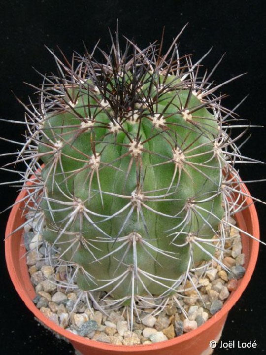 Copiapoa coquimbana deminuta WM216 ©JLcoll